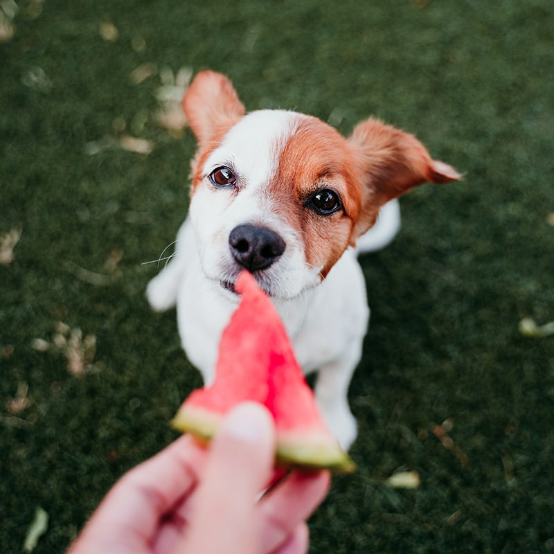 A dog happily munching on a juicy watermelon slice, enjoying the refreshing treat on a sunny day.